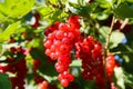 Closeup of isolated bright ripe juicy gooseberries ribes rubrum hanging on bush in german fruit plantation in summer - Germany