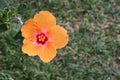 Closeup of an orange-colored hibiscus flower with a pink center in Hawaii Royalty Free Stock Photo