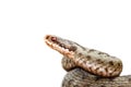 Closeup of isolated common adder