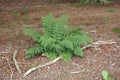 Closeup on an isolated Common lady-fern, Athyrium filix-femina fern Royalty Free Stock Photo