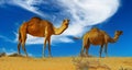 Closeup of isolated couple two one-humped dromedary camels on desert sand dune edge