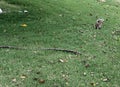 Closeup of an isolated Eastern Gray squirrel in a park in Washington, DC