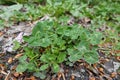 Closeup on an isolated emerging white, Dutch or Ladino clover, Trifolium repens