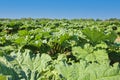 Closeup of isolated fresh ripe rhubarb field ready for harvest, big green leaves blue springtime sky - Netherlands