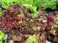 Closeup of isolated italian fresh raw lollo rosso and bionda lettuce on german market