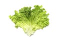 isolated lettuce leaf on white background Royalty Free Stock Photo