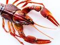 Closeup isolated object overhead shot of a Crayfish, also known as a Crawfish, Crawdad, or Mud Bug. Royalty Free Stock Photo