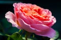 Orange china rose in the garden