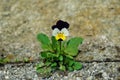 closeup isolated pansy growing from concrete