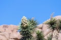 A closeup isolated photo of the flowers of a joshua tree.