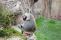 A closeup isolated photo of one alpha male hamadryas baboon or Papio hamadryas.