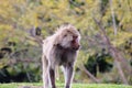 A closeup isolated photo of one alpha male hamadryas baboon or Papio hamadryas.