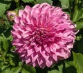 An isolated pink Dahlia flower in full bloom