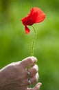 isolated poppy in hand on green meadow background