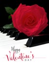 Happy Valentine`s Day Greeting Card Script Font Text with Beautiful Red Rose on Piano Keyboard. Royalty Free Stock Photo