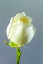 Closeup and isolated rose