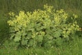 Closeup on an isolated scented homeopathic garden lady's-mantle plant ,Alchemilla mollis, in a meadow Royalty Free Stock Photo