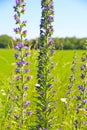 Closeup of isolated tall blue wild blueweed flowers echium vulgare at green rural field edge, blue summer sky - Maasduinen NP, Royalty Free Stock Photo