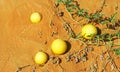 Closeup of isolated viny plant with ripe yellow colocynths bitter apple fruits (Citrullus colocynthis) Royalty Free Stock Photo