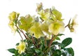 Closeup of an isolated yellow christmas rose flower Royalty Free Stock Photo