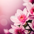 Closeup and Isolation of Cherry Blossom Flowers and Petals with a Slightly Dark Pink Gradient Background Royalty Free Stock Photo