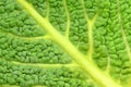 Closeup of italian cabbage leaf Royalty Free Stock Photo