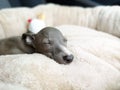 Closeup of Italian Greyhound puppy, blue colour sleeping on the pillow