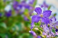 Closeup of italian leather clematis flower growing, blossoming against bokeh copy space background on green stem