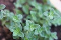 oregano italian 1804 c Royalty Free Stock Photo