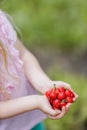 Closeup of a ittle blond girl holding cherries in her hands