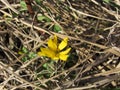Closeup of itty bitty yellow wildflower sitting on pine straw Royalty Free Stock Photo