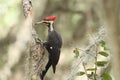 Closeup of the ivory-billed woodpecker, Campephilus principalis.