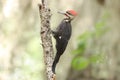 Closeup of the ivory-billed woodpecker, Campephilus principalis.