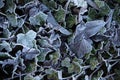 Closeup of ivy plants with frost during winter Royalty Free Stock Photo