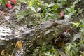 Closeup of jacarÃÂ© do papo amarelo. alligator