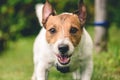 Aggressive barking dog tied with leash to tree looking into camera