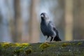 Closeup of a jackdaw sitting on a mossy tree trunk