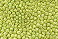 Closeup of jackfruit peel as texture pattern and background Royalty Free Stock Photo