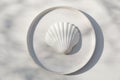 Closeup of jacobean scallop shell on ceramic plate in sunlight, long shadows. White table background. Summer dinner