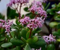 Closeup of Jade plant, Crassula ovata, in bloom Royalty Free Stock Photo