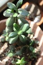 Jade plant 1759