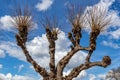 Closeup of jagged trunks with thin, leafless branches of a pollard willow tree against a blue sky Royalty Free Stock Photo
