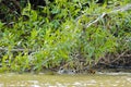 Closeup Jaguar (Head only) Swimming in River under Bushes