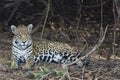 Closeup of Jaguar Lying on Leaf Litter in Jungle