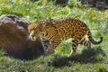 Jaguar On The Prowl Royalty Free Stock Photo