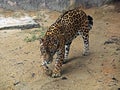 Jaguar Ready To Attack on Nature Background