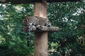 Closeup of a Jaguar sleeping on a pillar on a tree log in a zoo