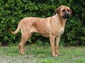 Closeup of a japanese bandog tosa inu in the green Royalty Free Stock Photo