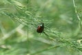 Closeup of a Japanese Beetle on a plant