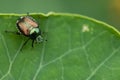 Closeup of Japanese beetle (Popillia japonica) on green leaf, an invasive species to North America Royalty Free Stock Photo